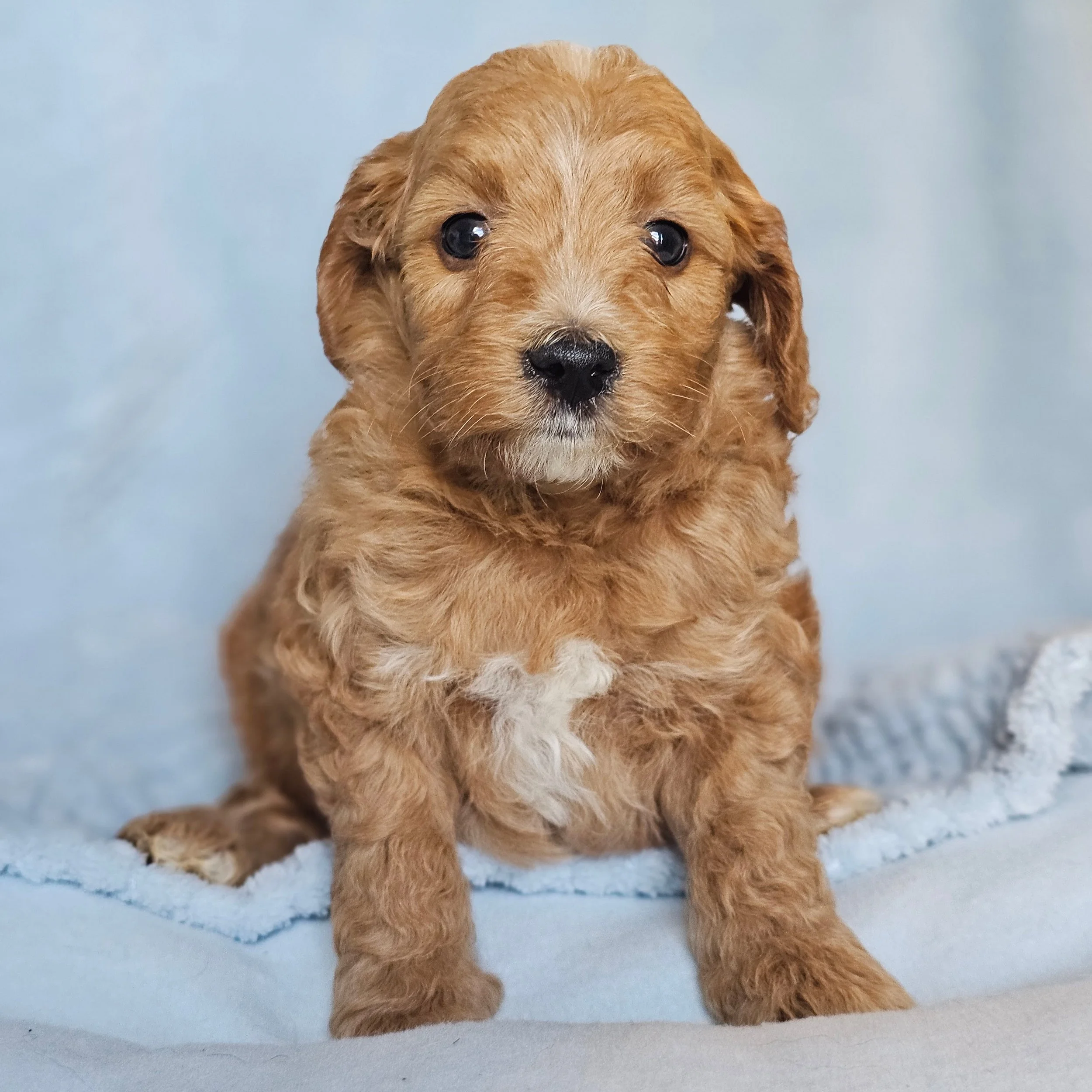 RESERVED ~ Mr Timber