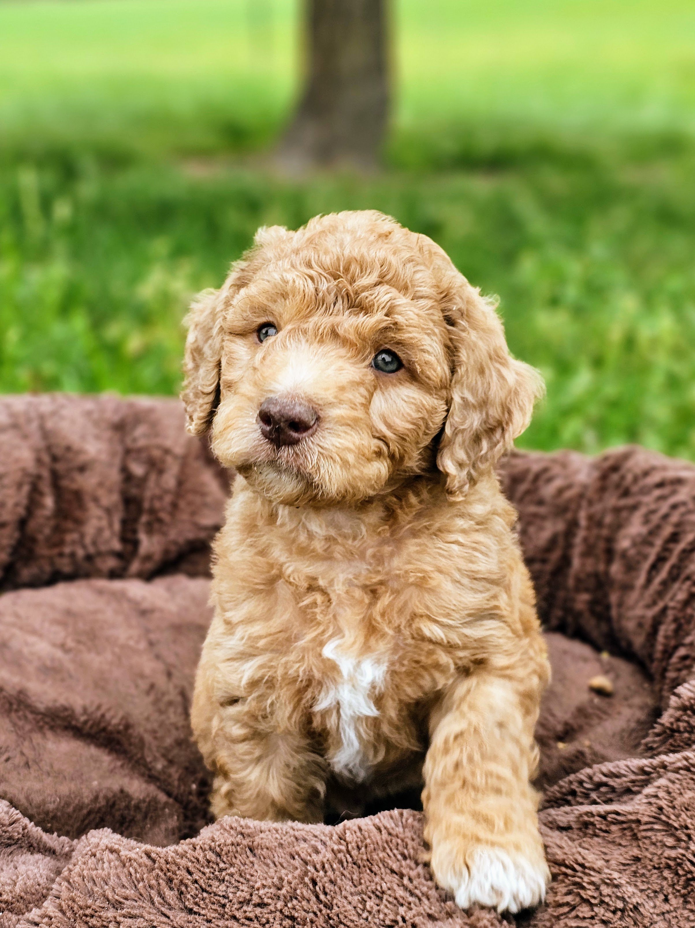 Flynn is a light chocolate boy with some white patches and merle coloring primarily on his tail. He has a brown nose and light green eyes. He's on the smaller end of this litter and loves to snuggle.