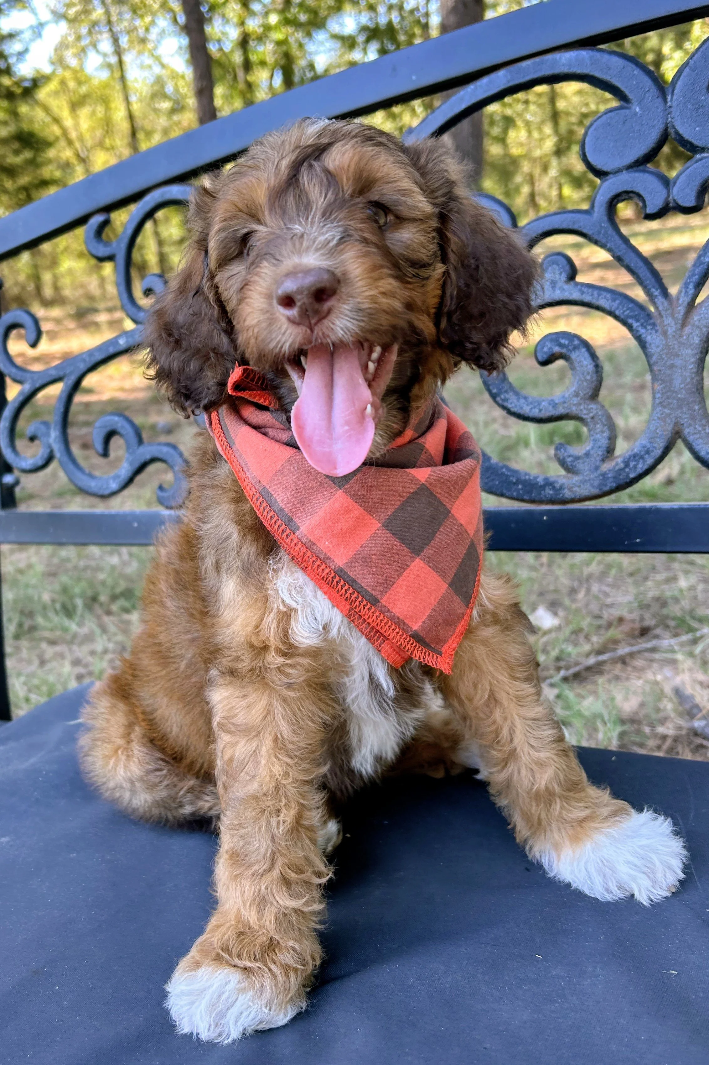 Buttterfinger Bailey.jpg