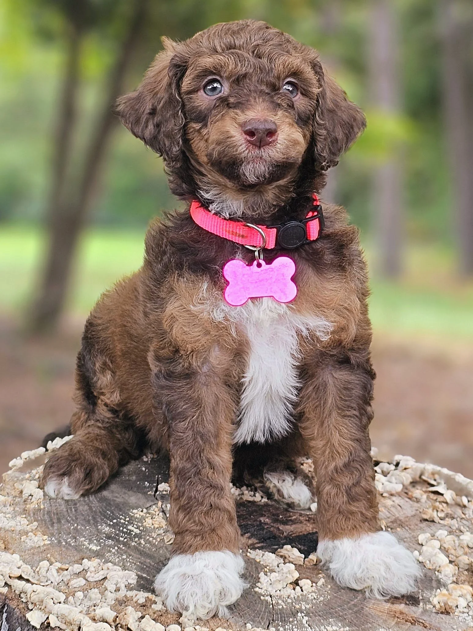 Dolly.jpg