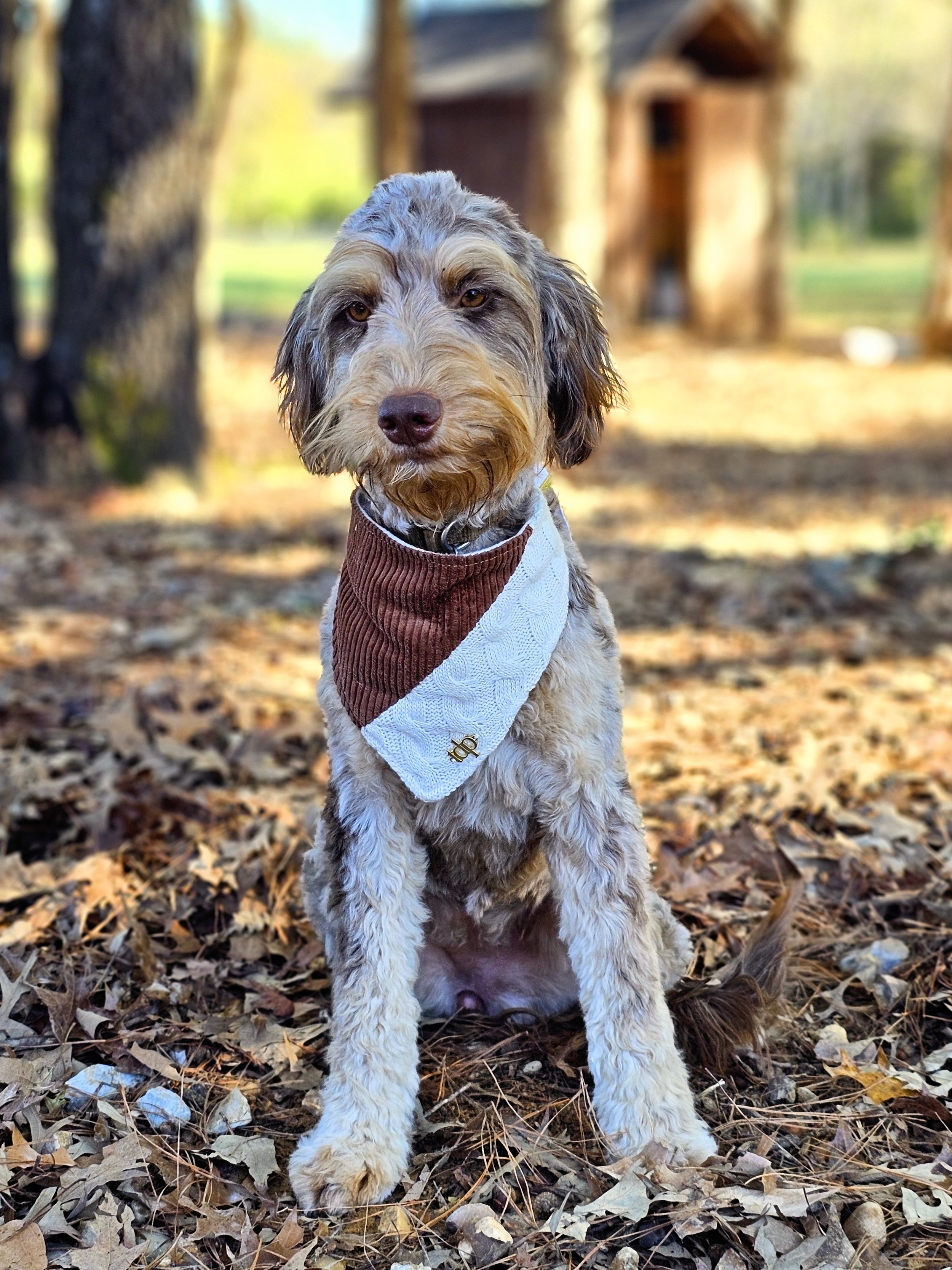 Hazel 3.jpg