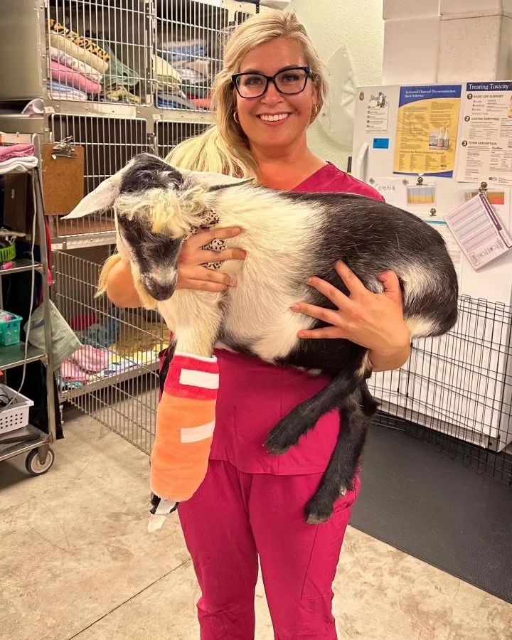 Stockyard Animal Health