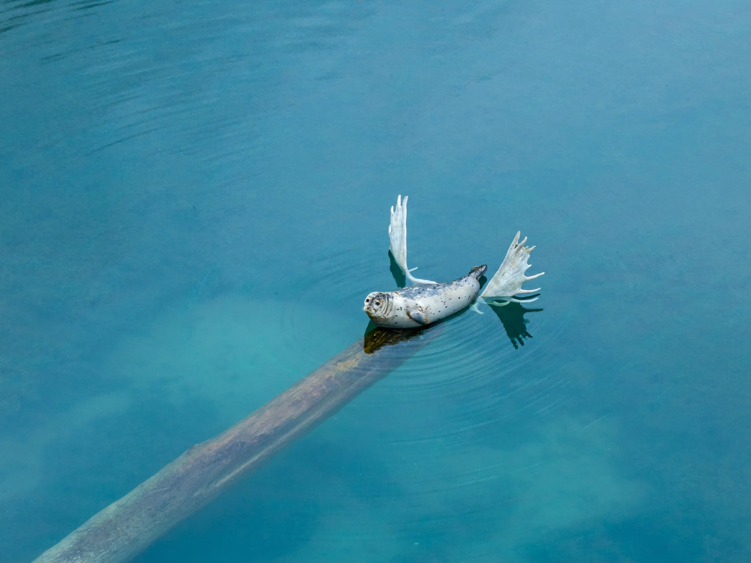 Seal on log with Moose antlers attached, Cordova, Alaska