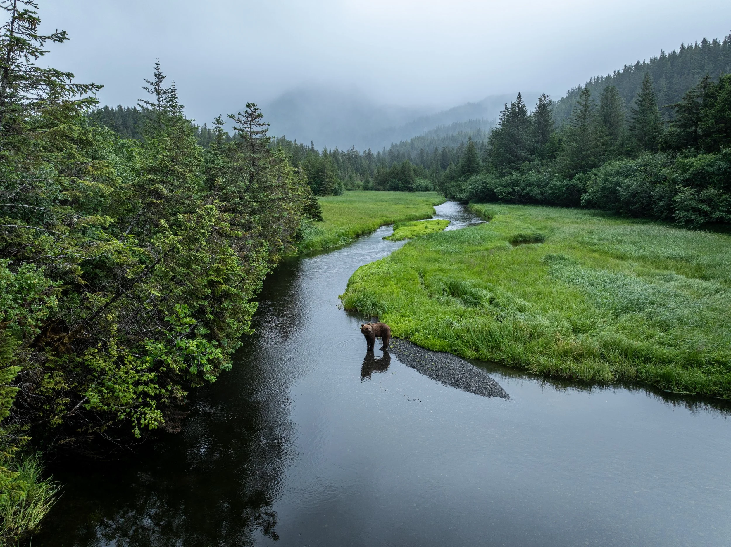 Brown Bear in Hartney Bay, Cordova, Alaska