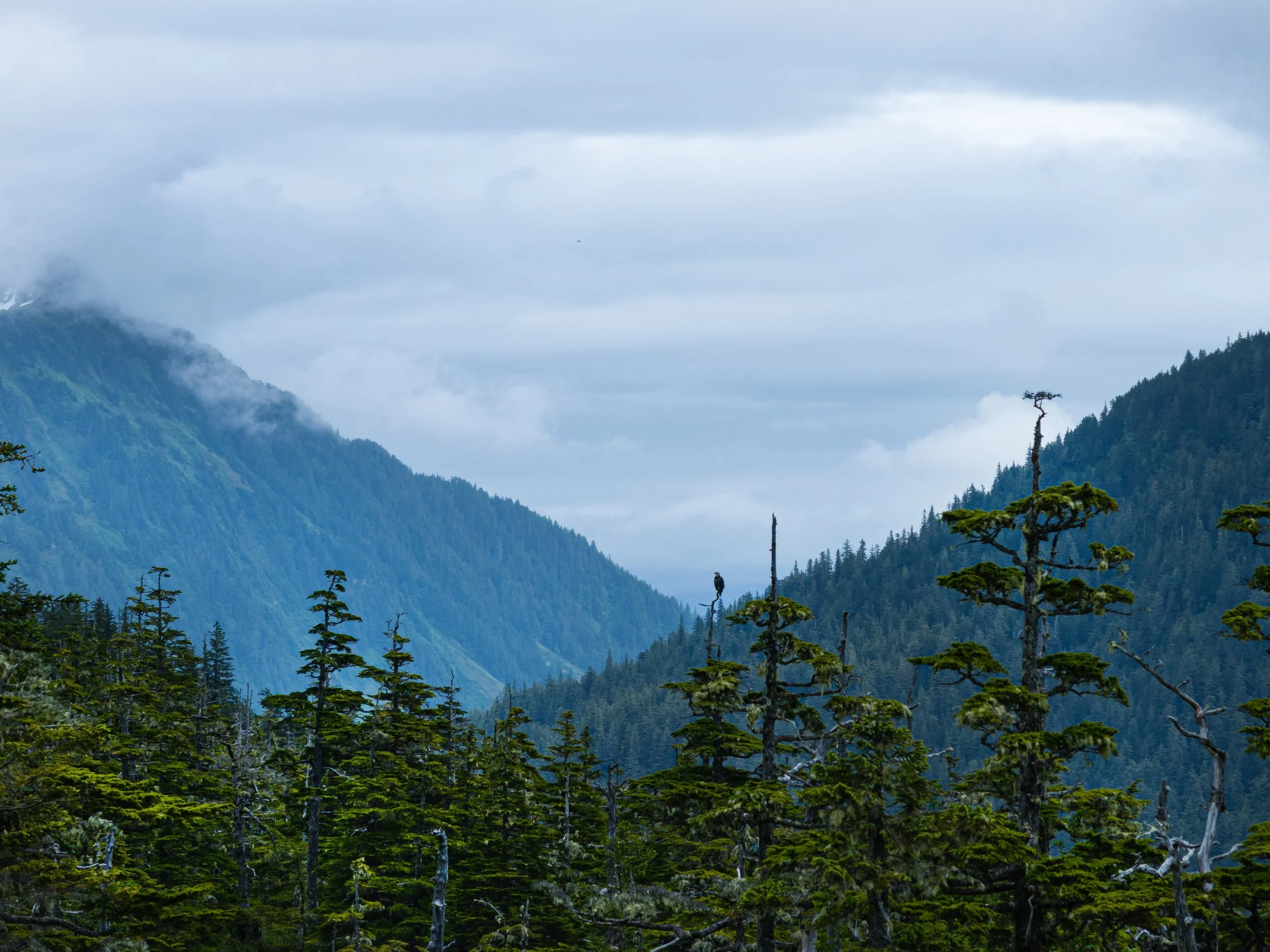 Juvenile eagle in Cordova, Alaska 