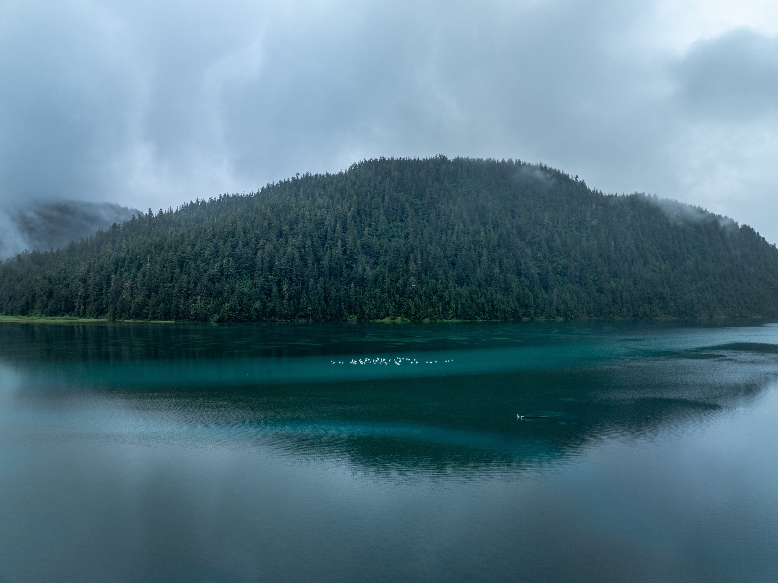 Trumpeter Swans on Eyak Lake, Cordova, Alaska