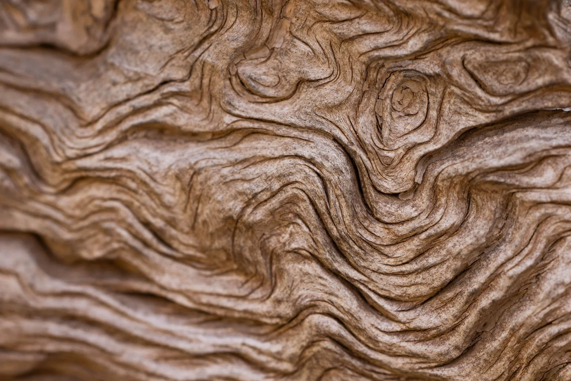 Close-up of a textured, weathered piece of wood showing intricate grain patterns.