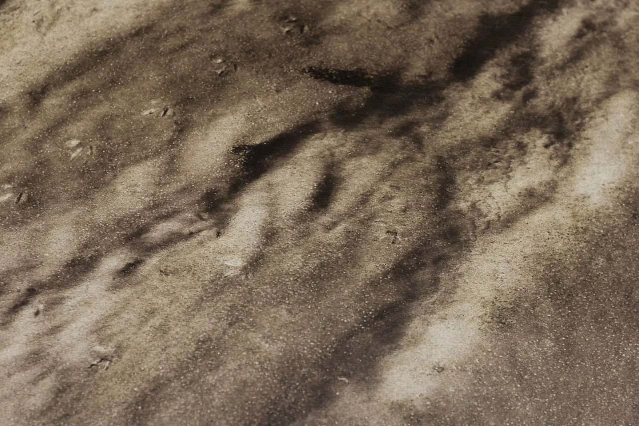 Close-up of paw prints on dirt or sand surface.