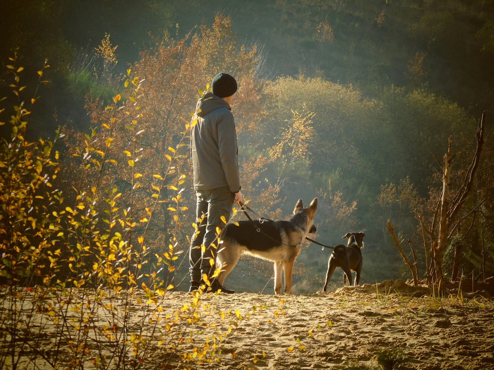 A person walks with dogs in a forested area during sunset with autumn foliage in the background.
