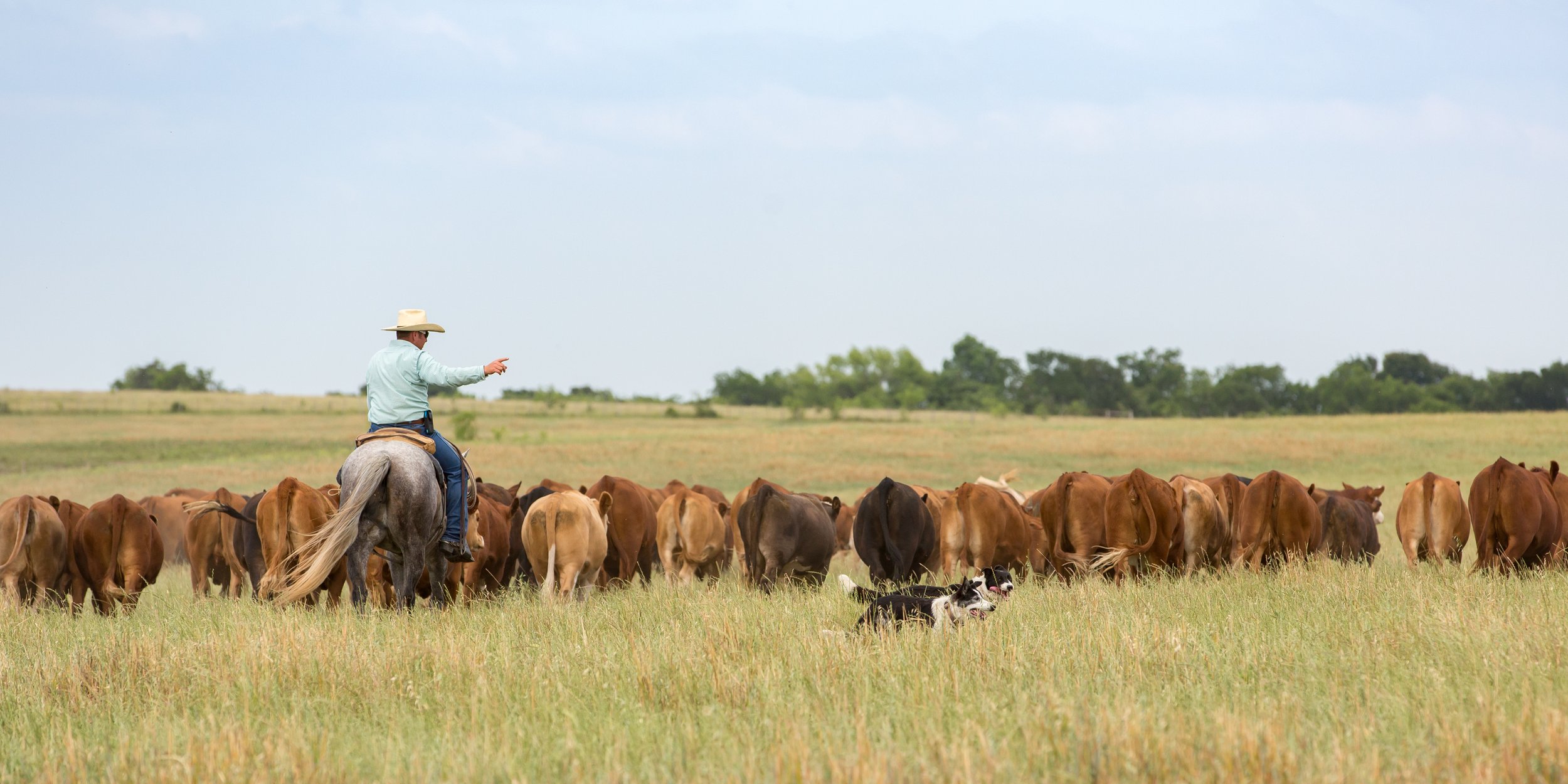 Unleashing Conservation Excellence: Exploring the Conservation Stewardship Program (CSP)