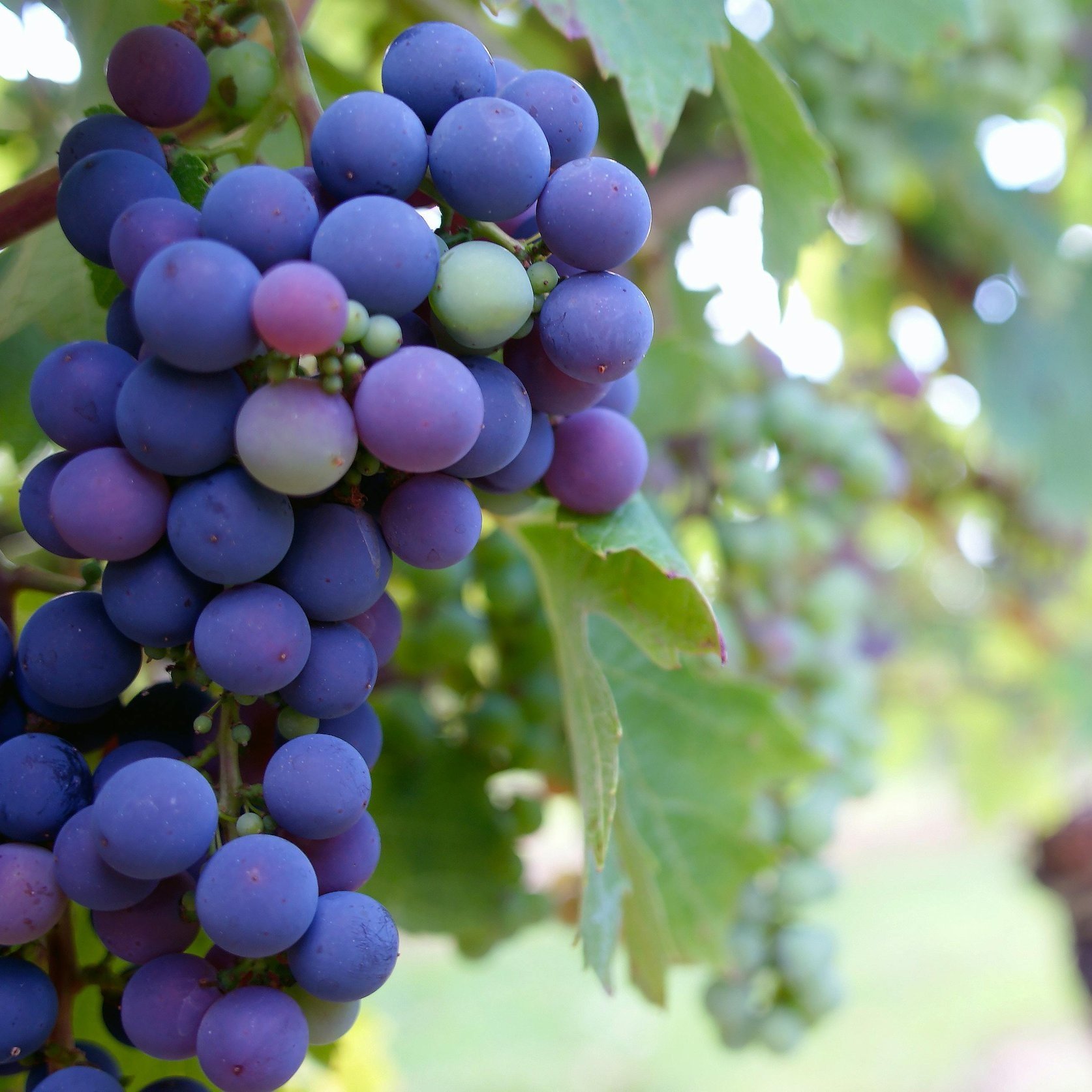 Episode 22 • The History and Making of Wine with Dusty Timmons