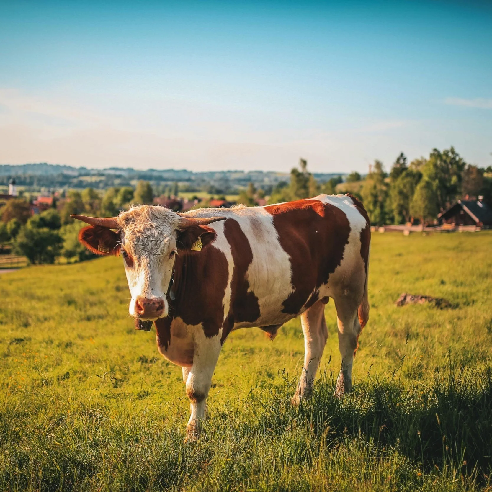Episode 25 • The Other Half of Cattle with Mark &amp; Jim Kleinschmit of Other Half Processing and Growing GRASS