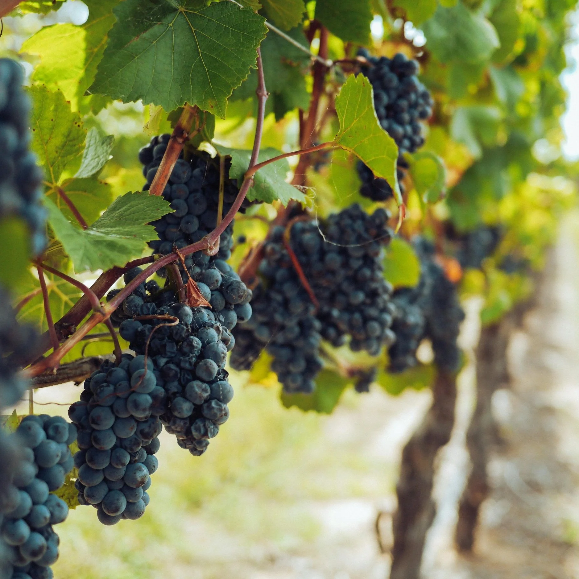 Episode 38 • Regenerative Viticulture: Blending Grapes, Livestock, and Conservation with Kelly Mulville