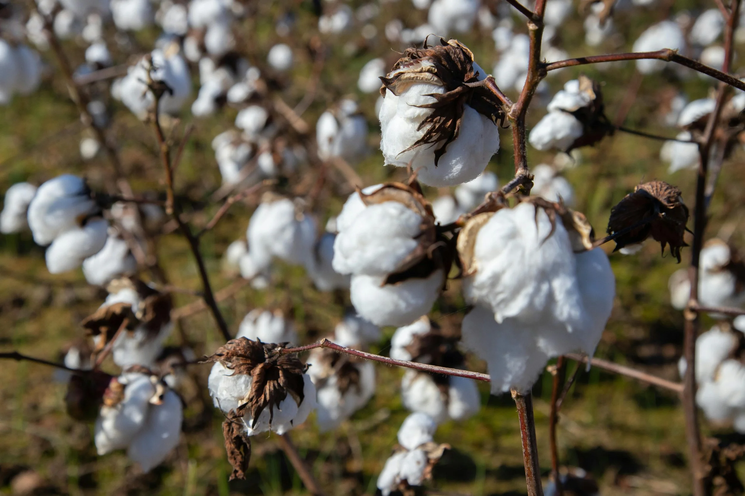 Episode 72: Cotton on the Global Stage: Liz Hirschfield’s New Role &amp; the Future of U.S. Cotton
