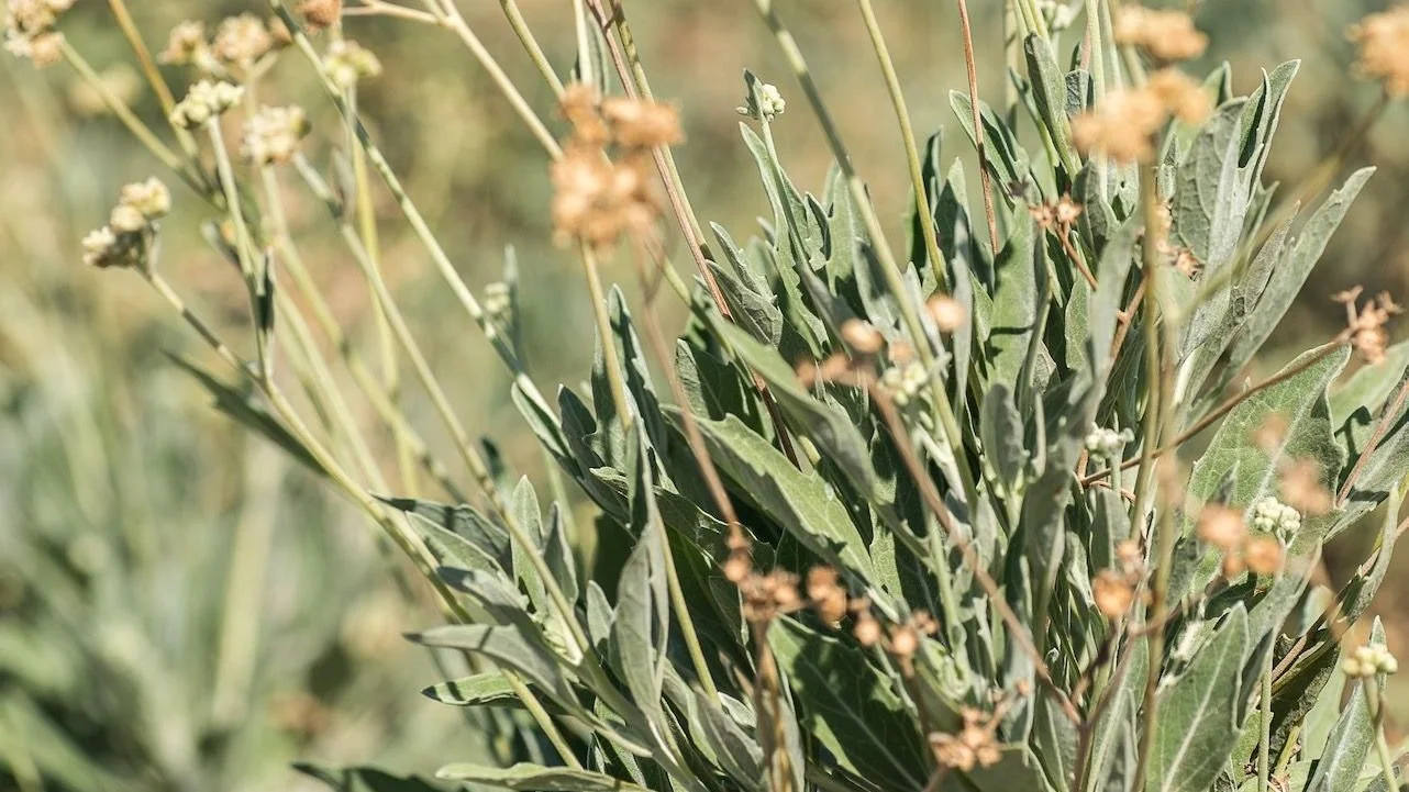 Episode 80: Guayule: West Texas’ Rubber Plant