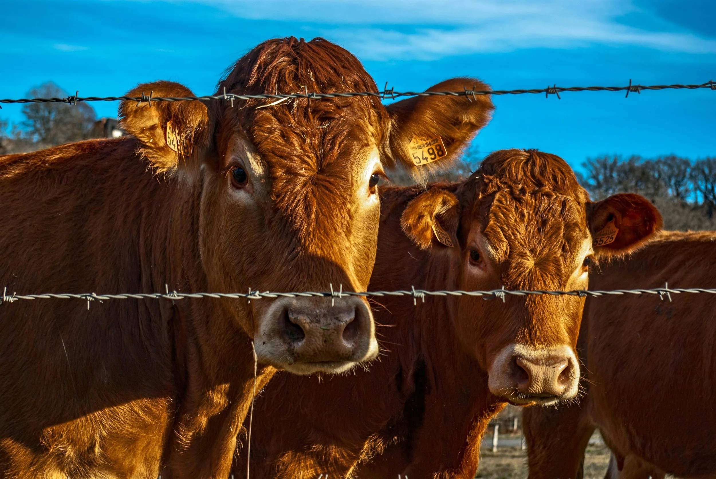 Episode 90: Beyond Barbed Wire: Managing Livestock Without Fences
