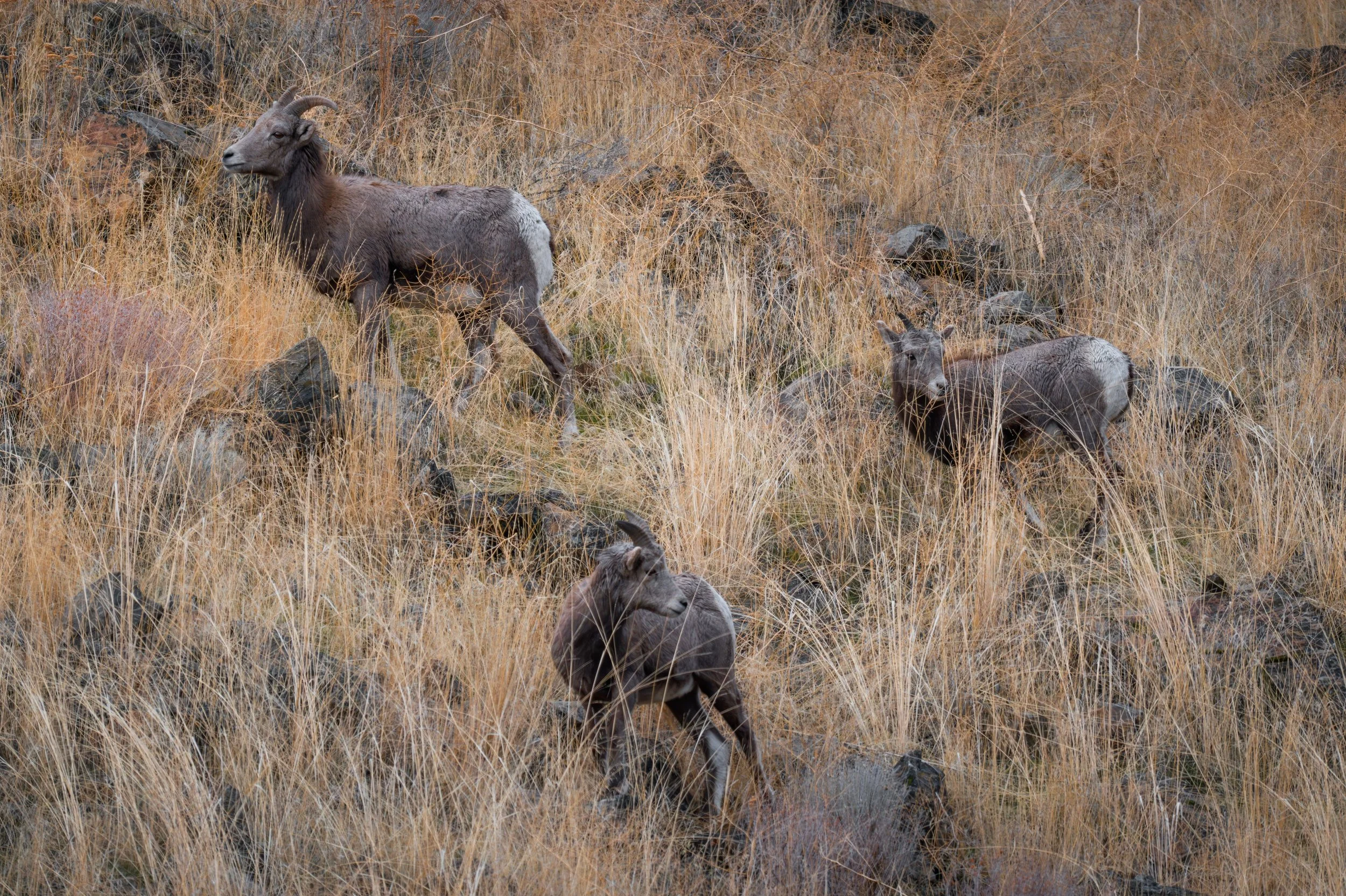 Episode 110: Putting Wild Sheep Back on the Mountain: Bighorns, Aoudad, and Conservation at Scale