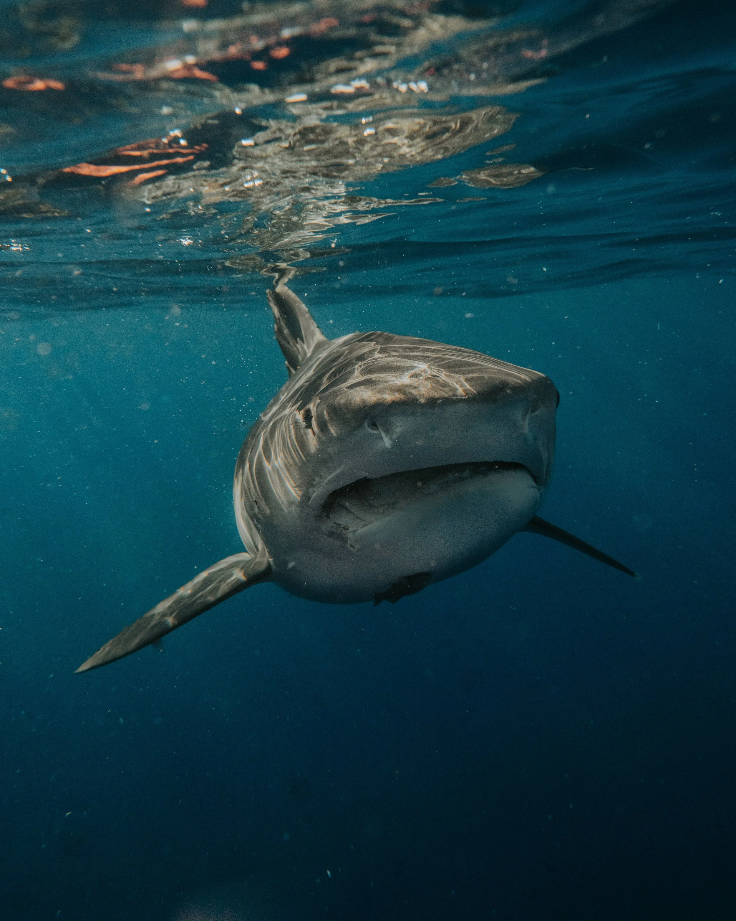 Episode 112: Great Whites in the Gulf: The Return of an Icon