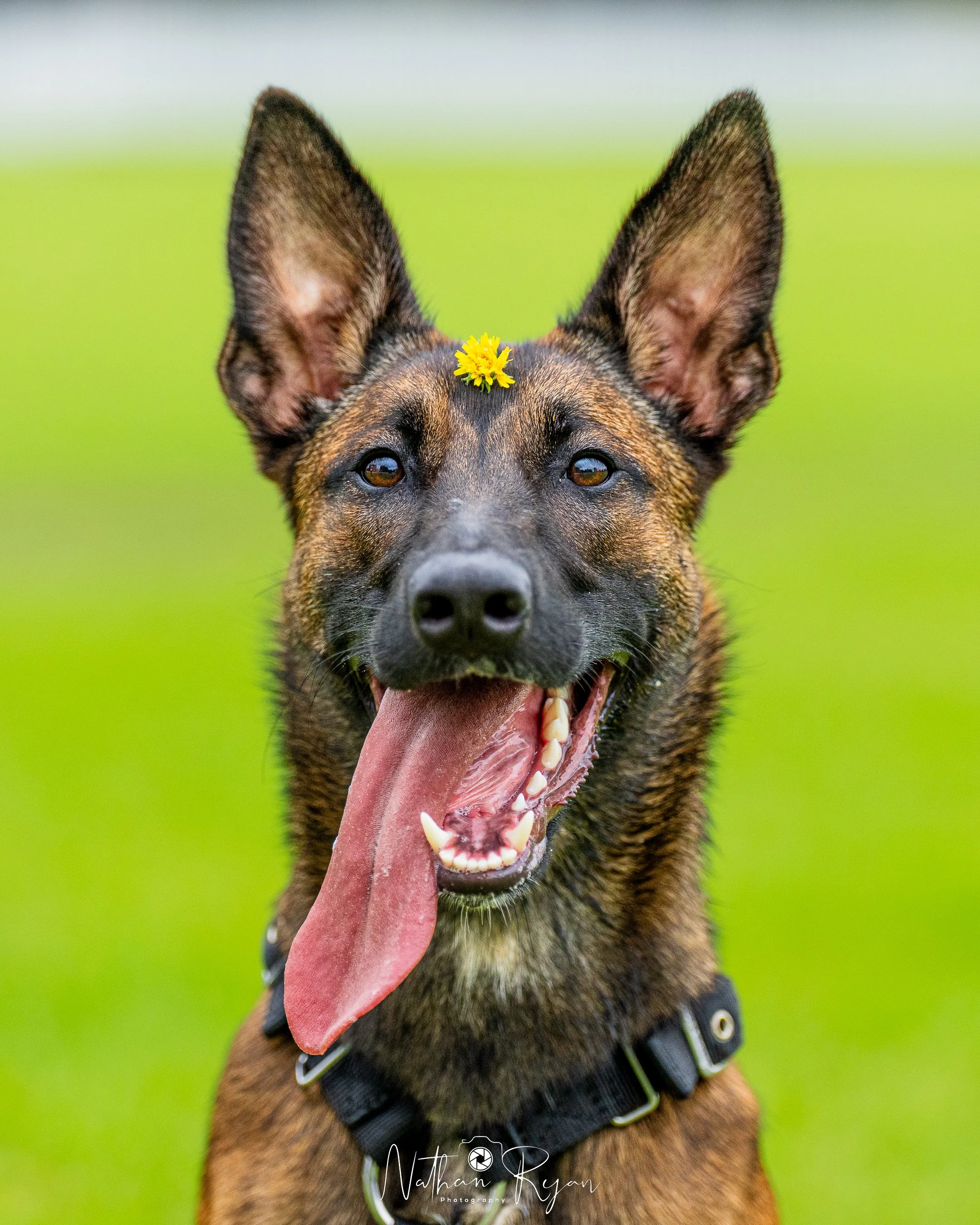 NathanRyan-PetDogs-084.jpg