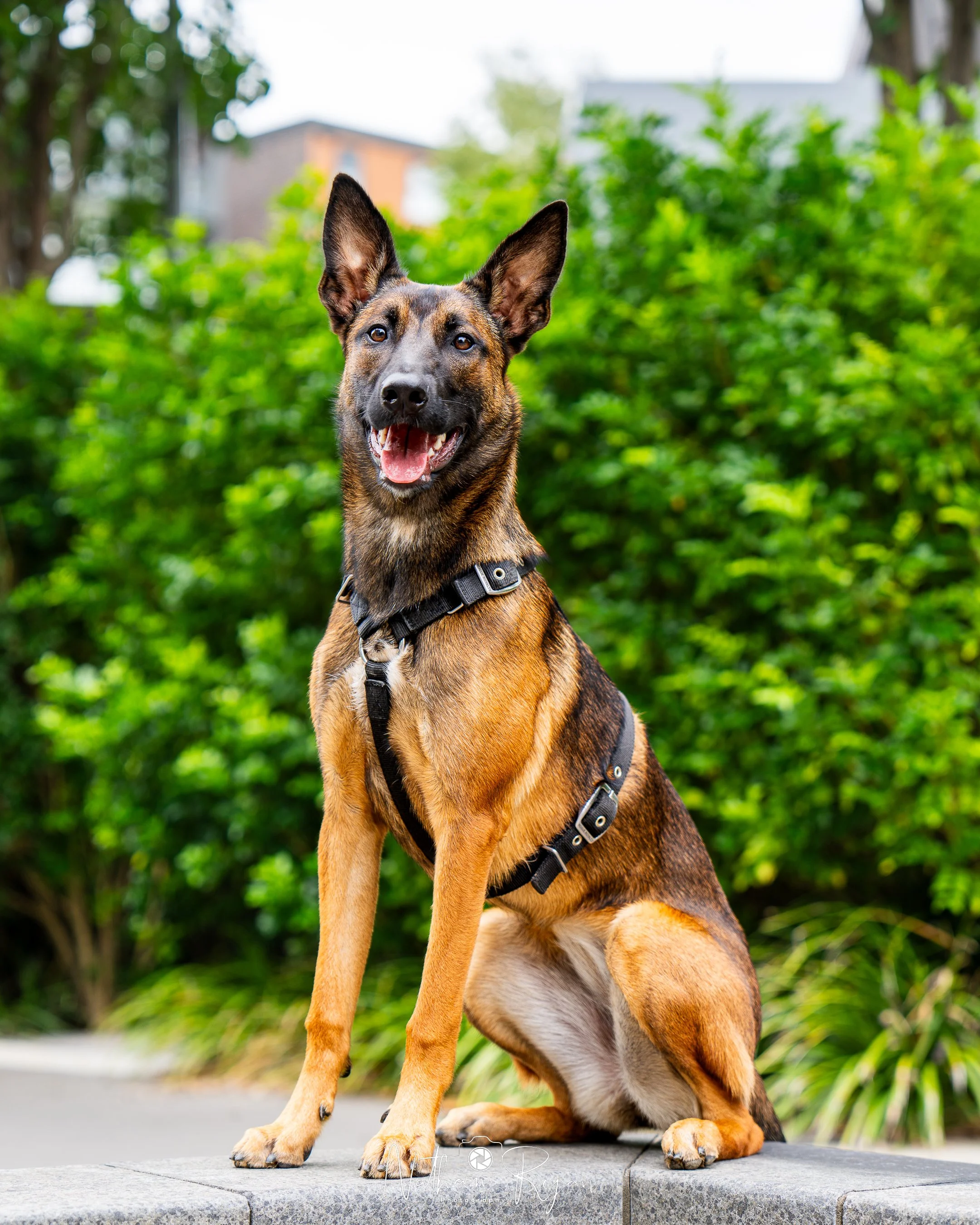 NathanRyan-PetDogs-083.jpg
