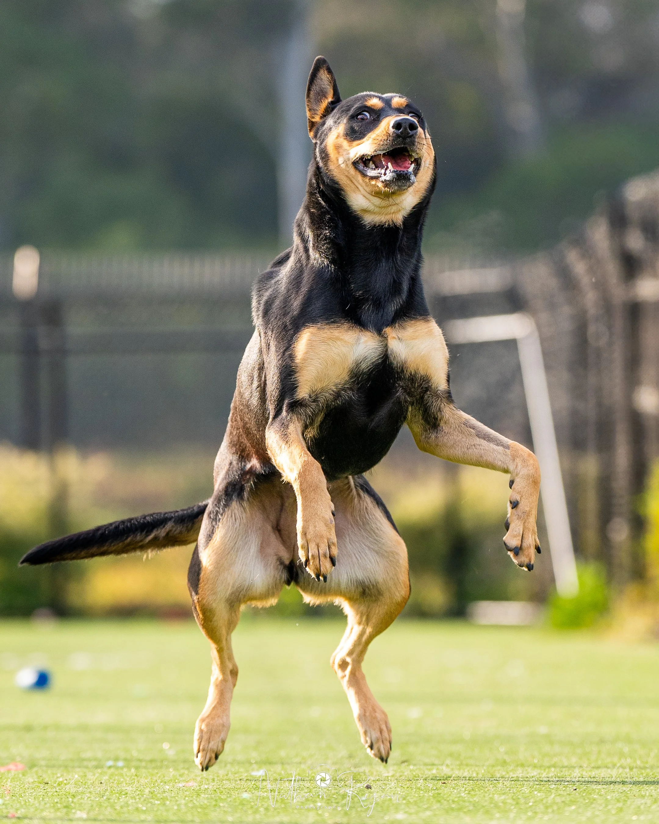 NathanRyan-ShelterAnimals-56.jpg