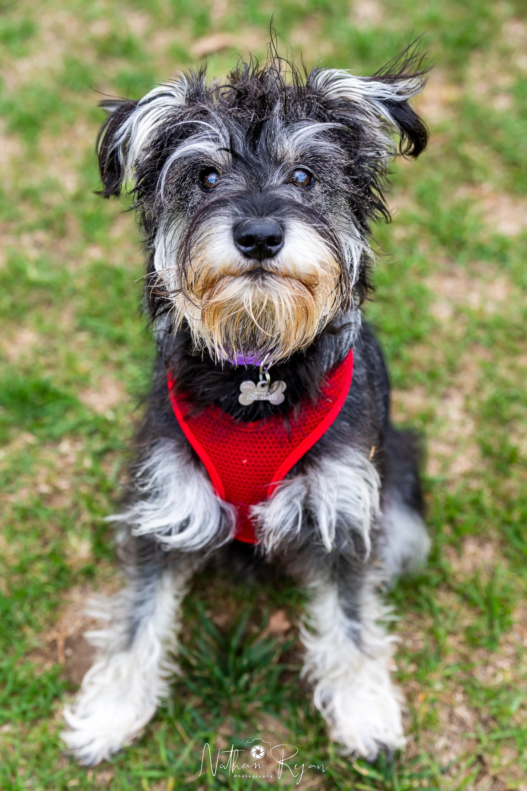 NathanRyan-PetDogs-109.jpg
