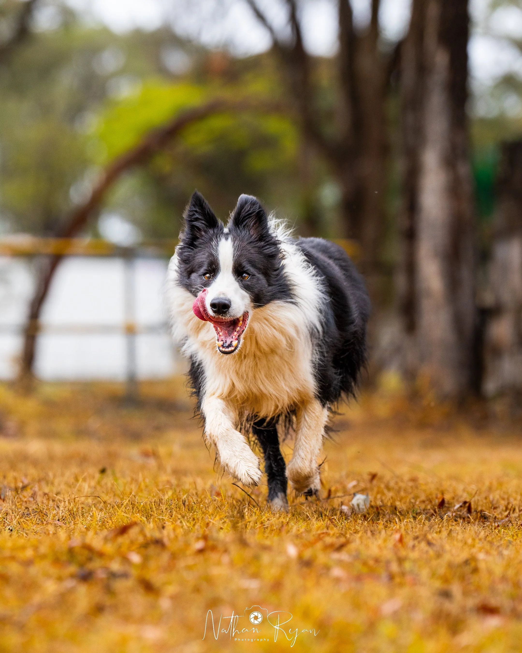 NathanRyan-PetDogs-110.jpg