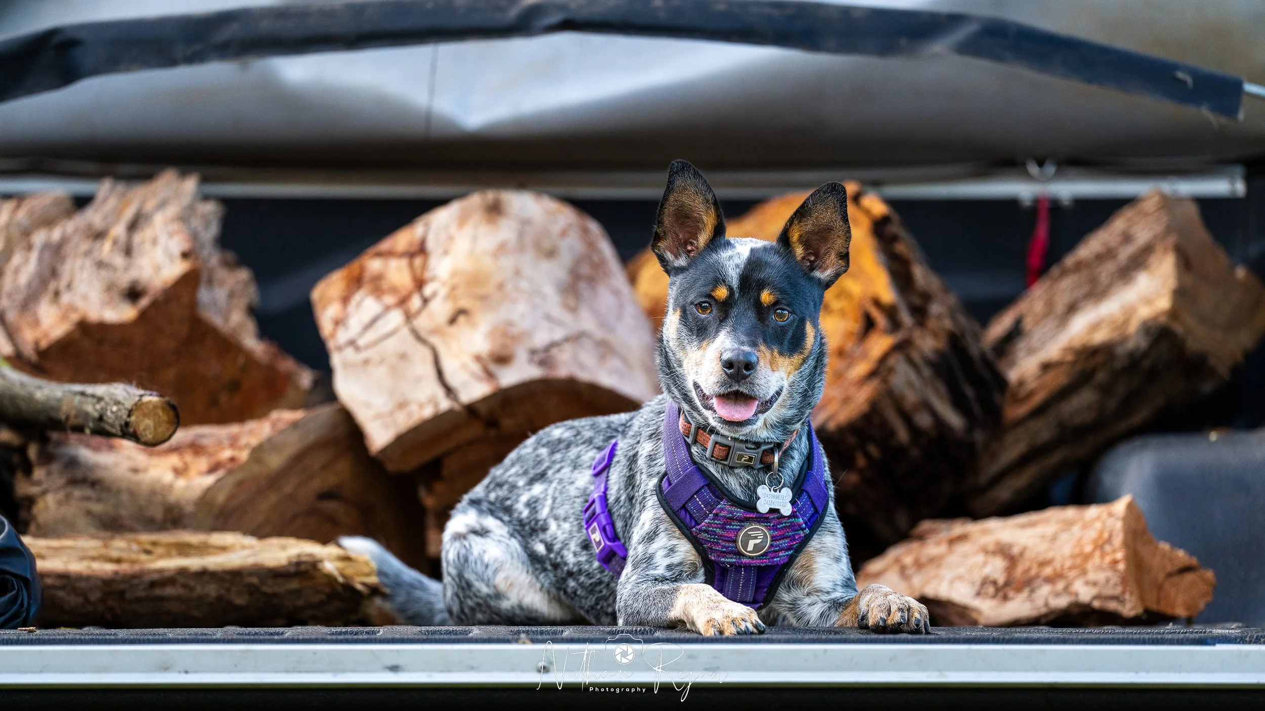 NathanRyan-PetDogs-057.jpg