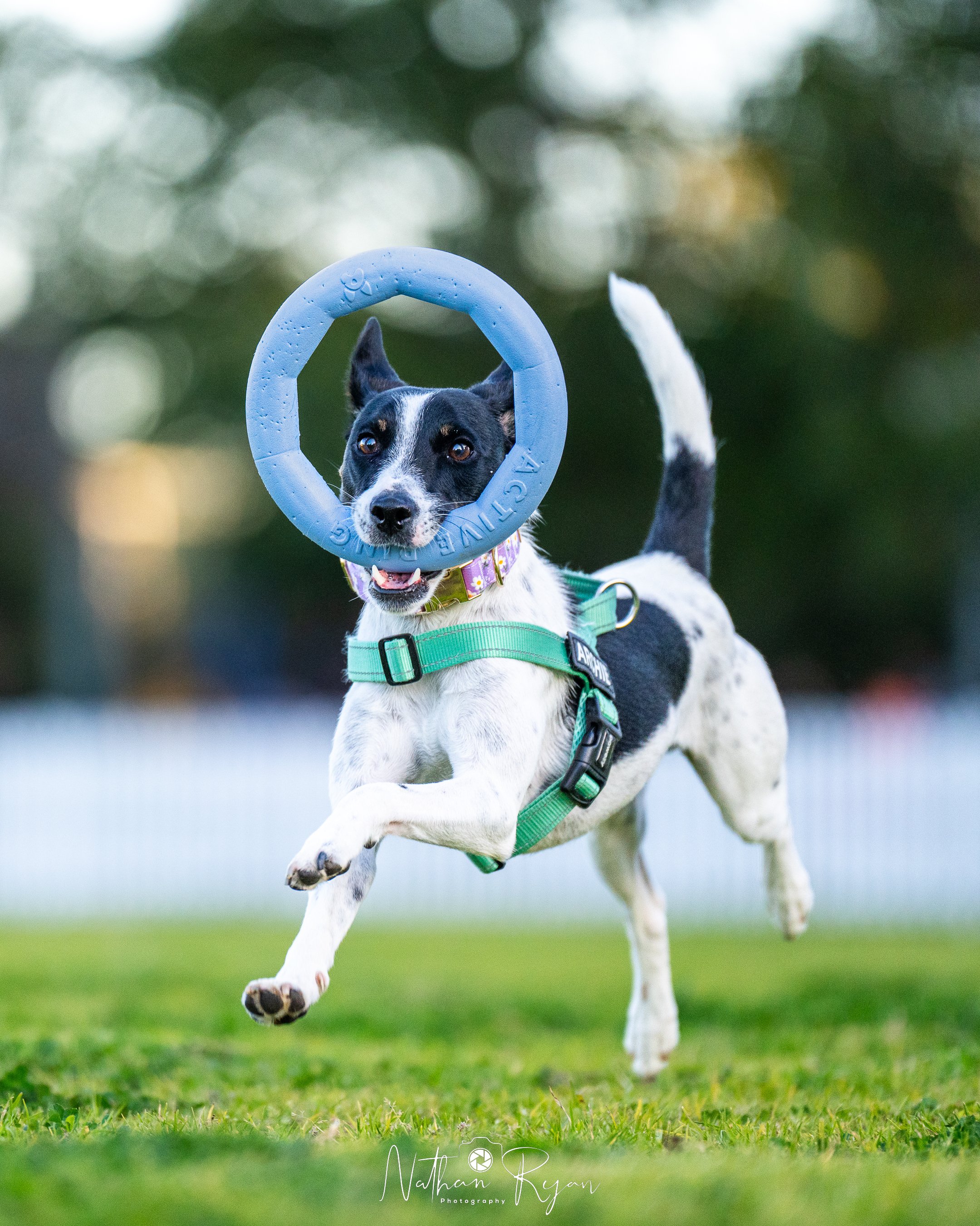 NathanRyan-PetDogs-018.jpg