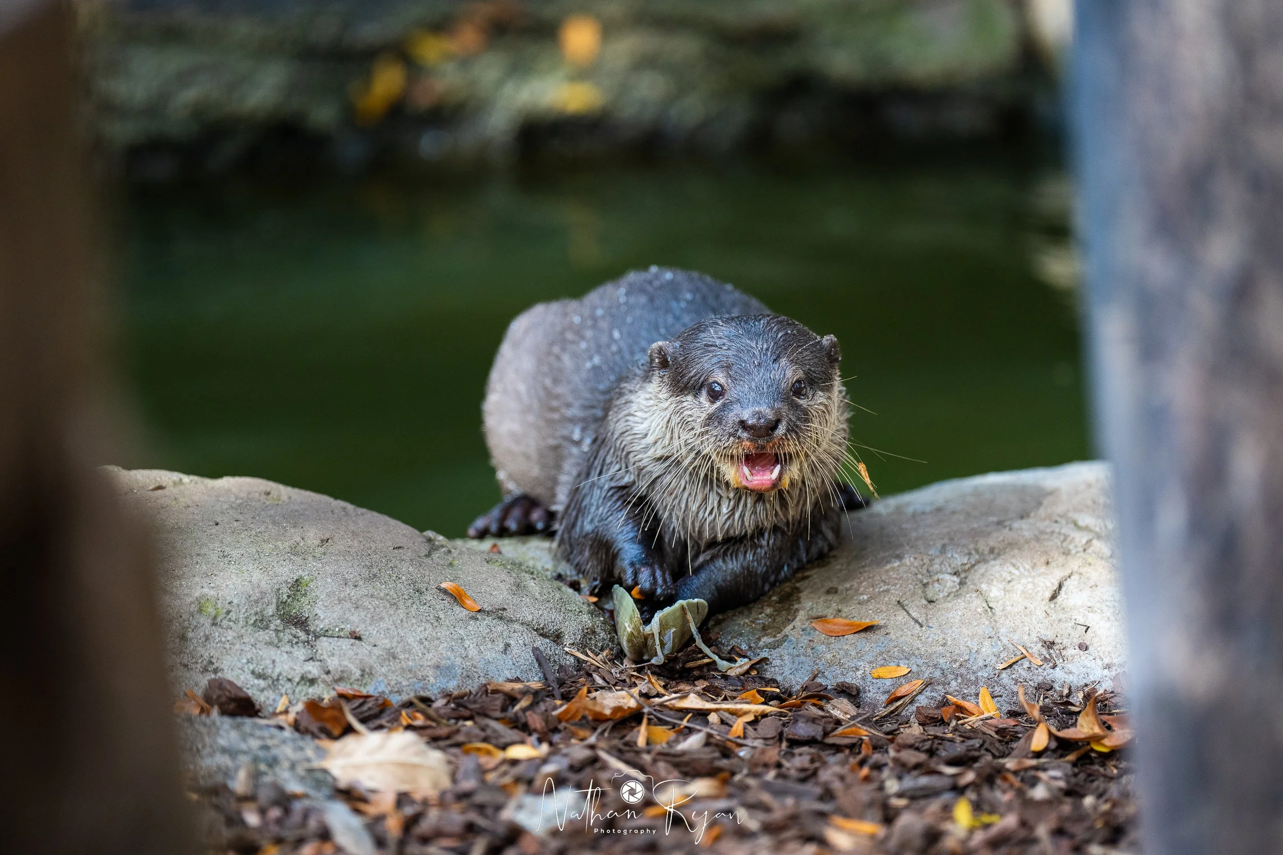 NathanRyan-Wildlife-05.jpg