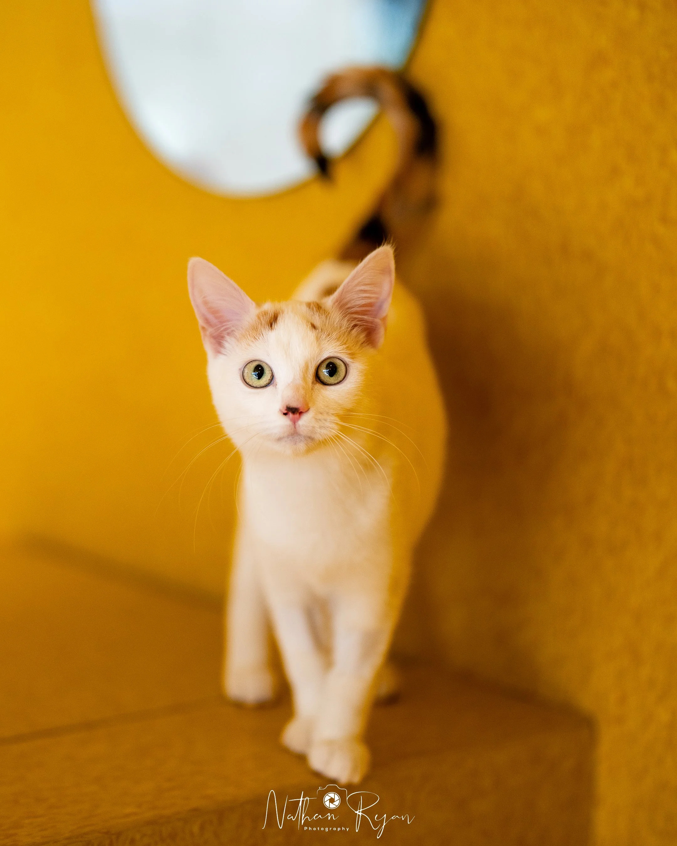NathanRyan-ShelterAnimals-48.jpg