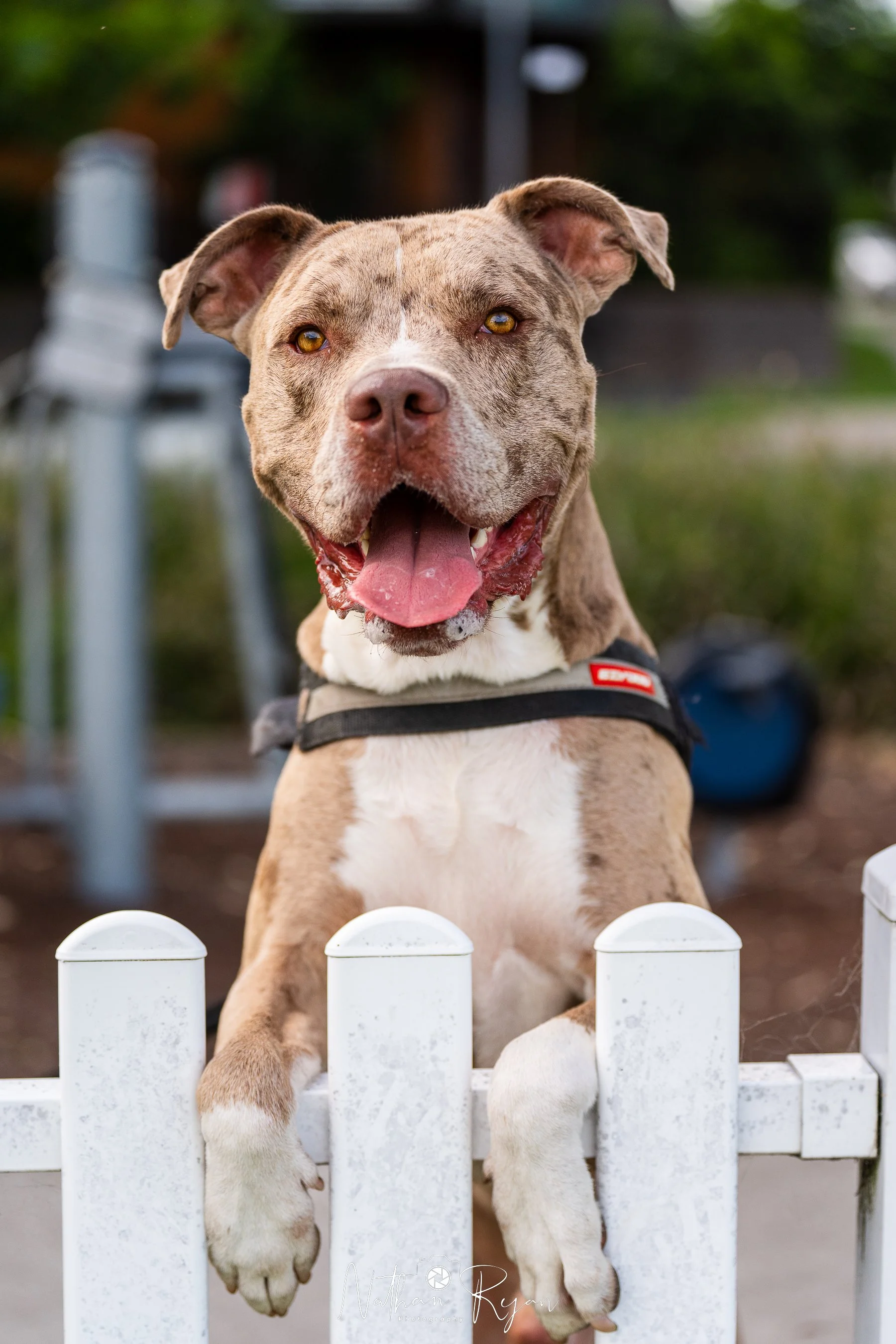 NathanRyan-PetDogs-093.jpg