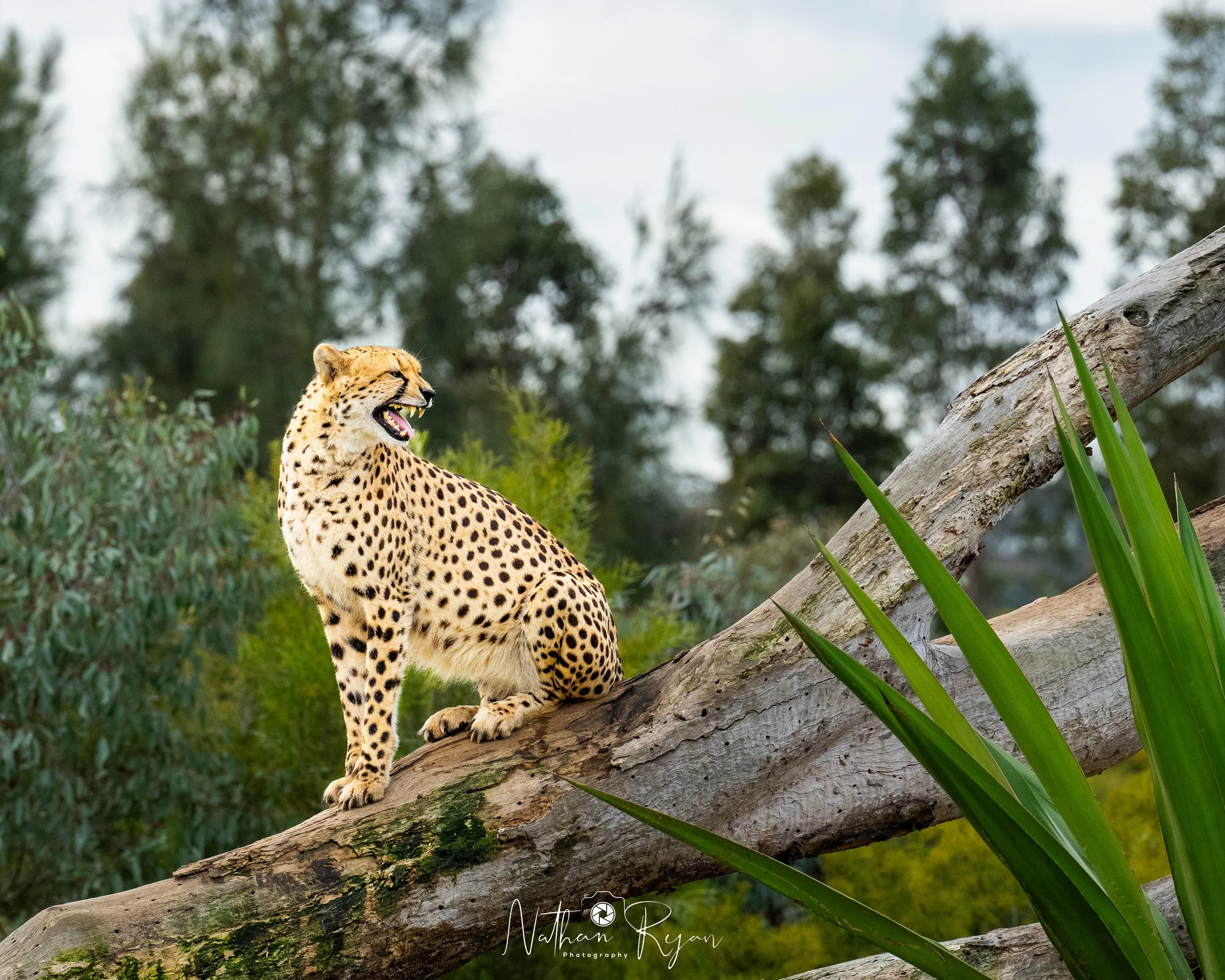 NathanRyan-Wildlife-28.jpg