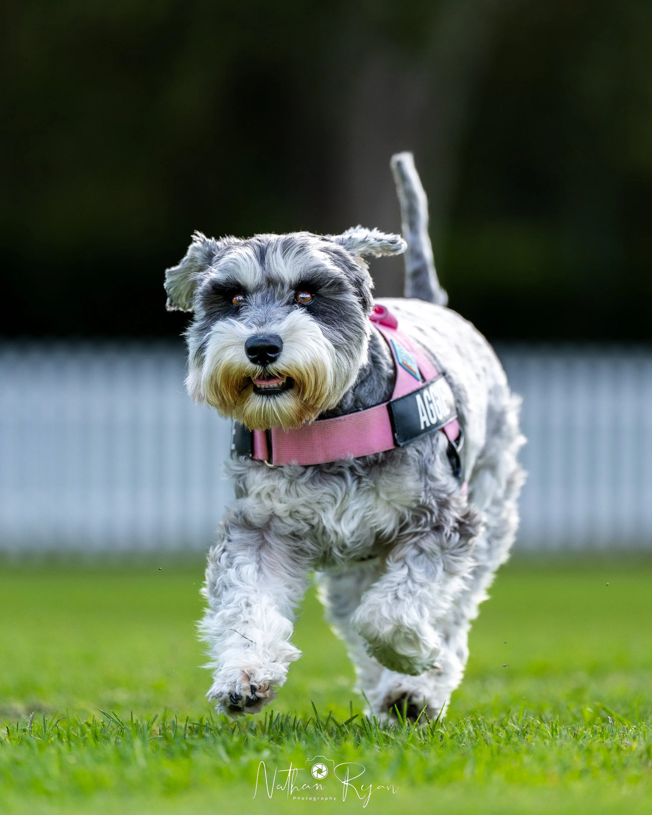 NathanRyan-PetDogs-077.jpg
