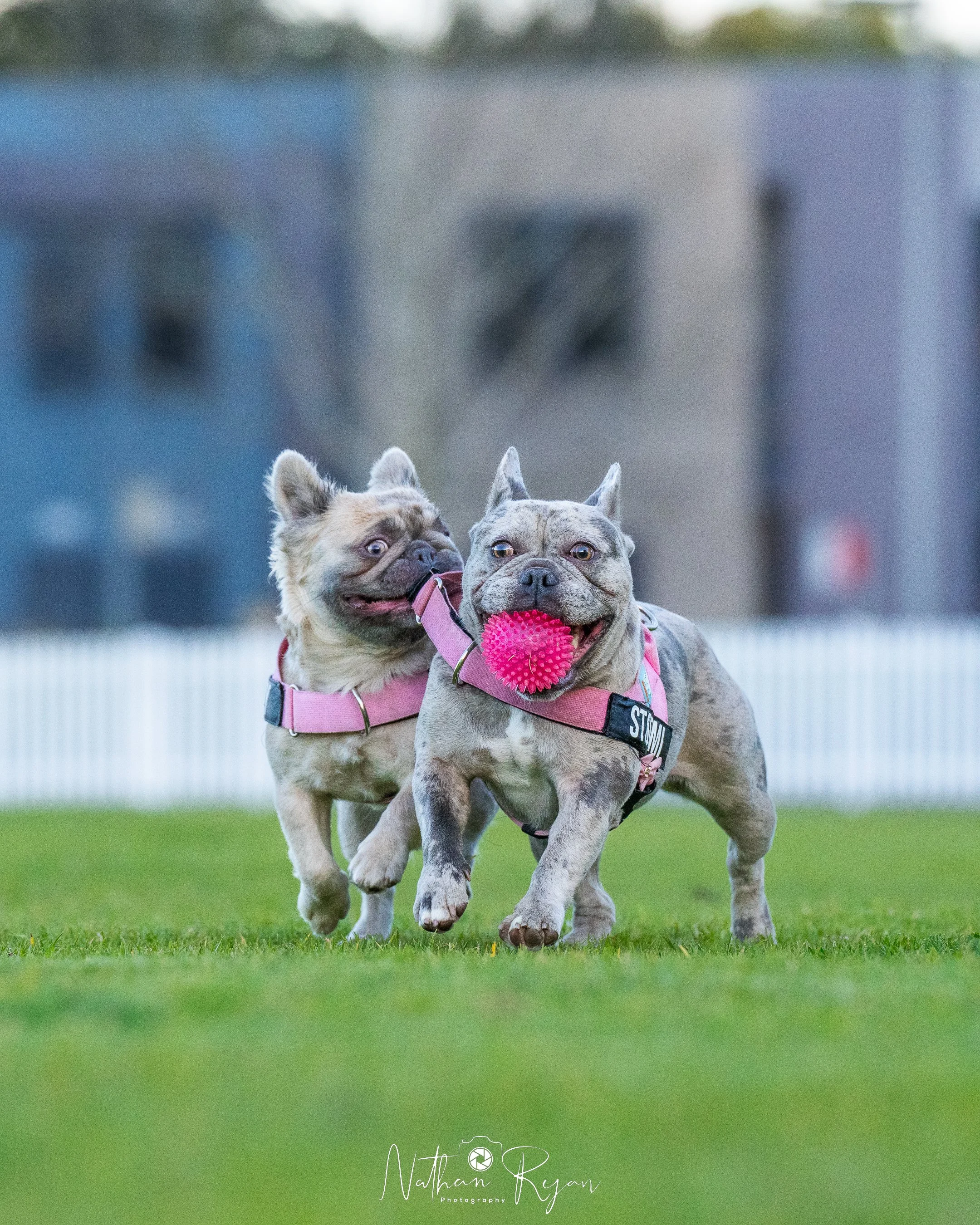 NathanRyan-PetDogs-026.jpg