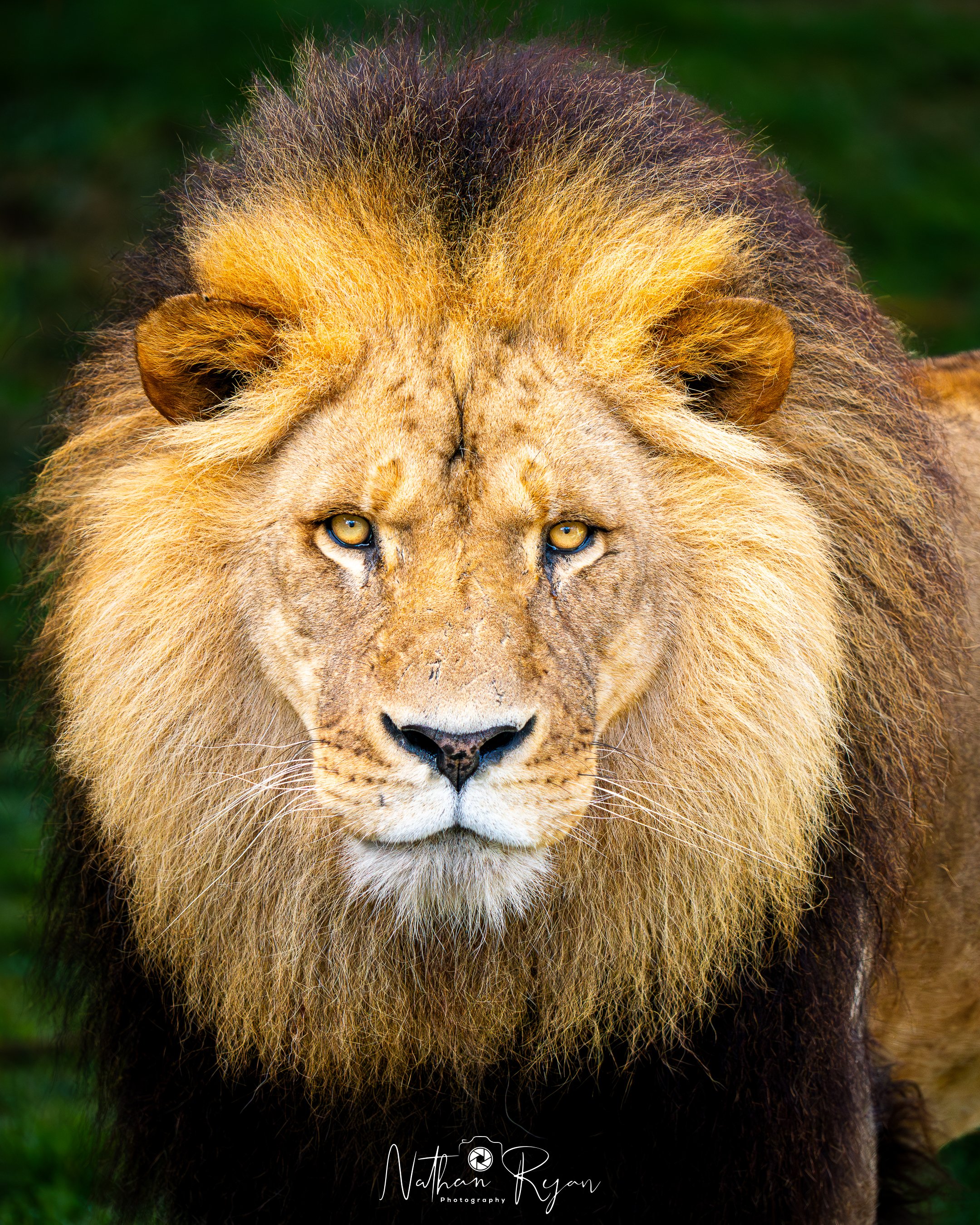 NathanRyan-Wildlife-22.jpg