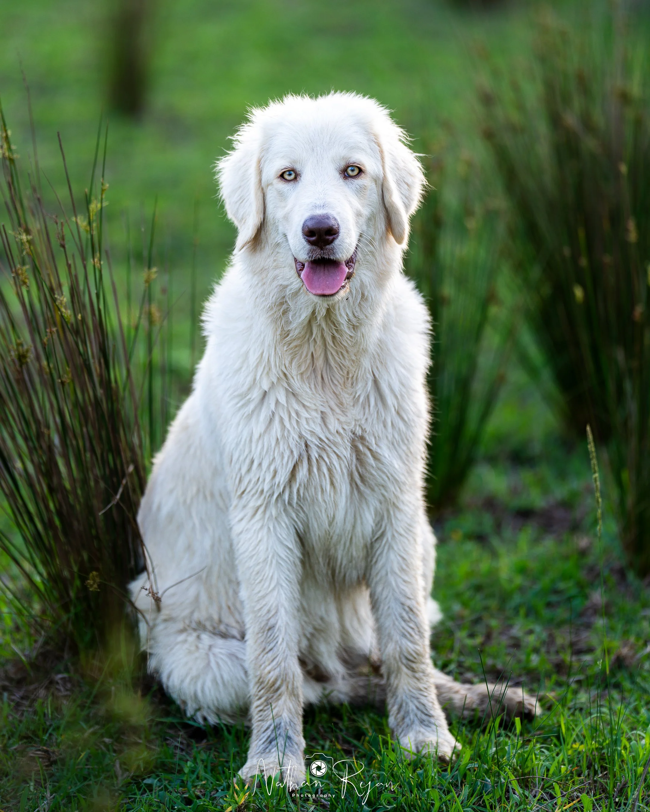 NathanRyan-PetDogs-098.jpg