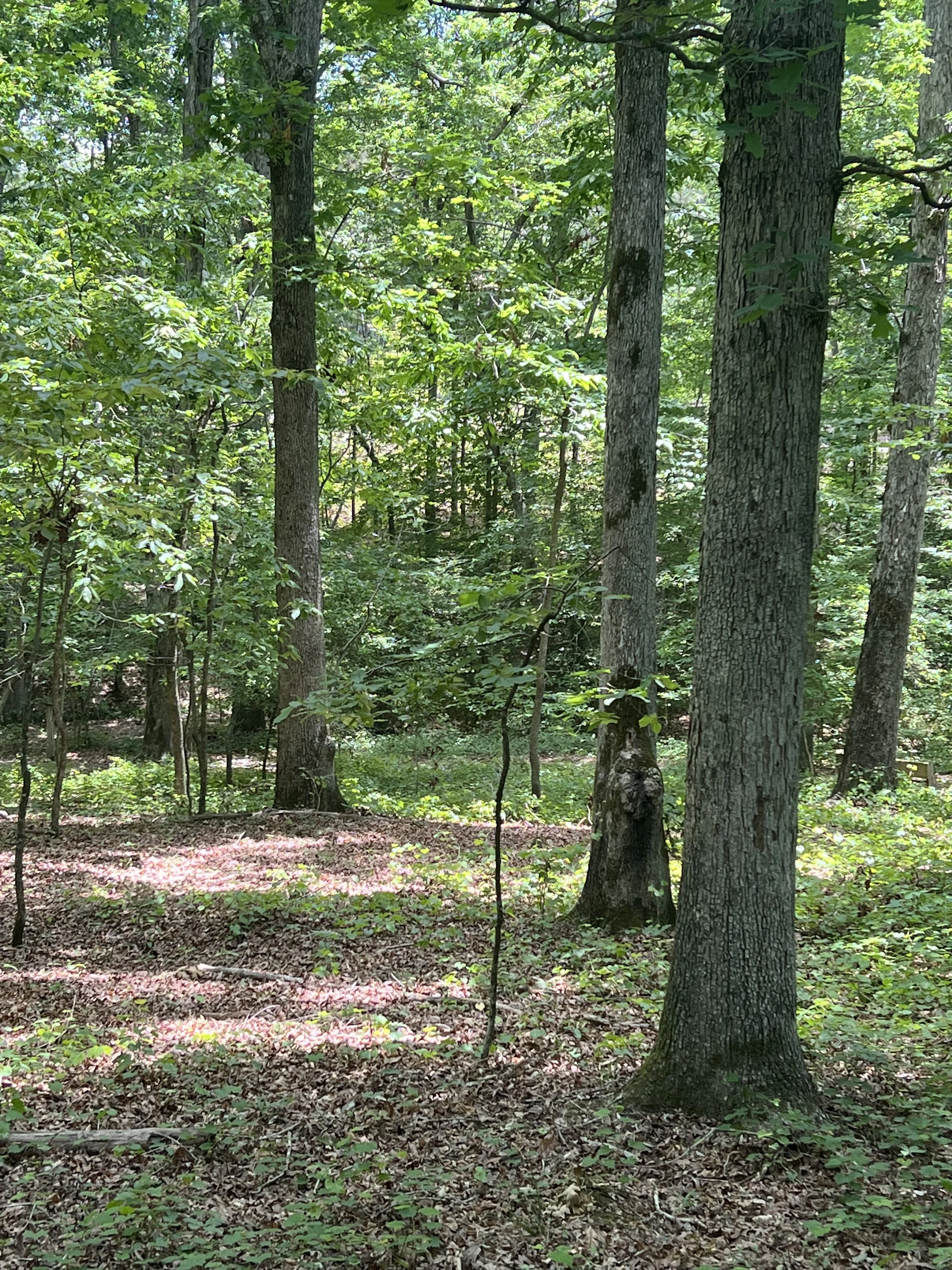Practicing Forestry on Small Tracts