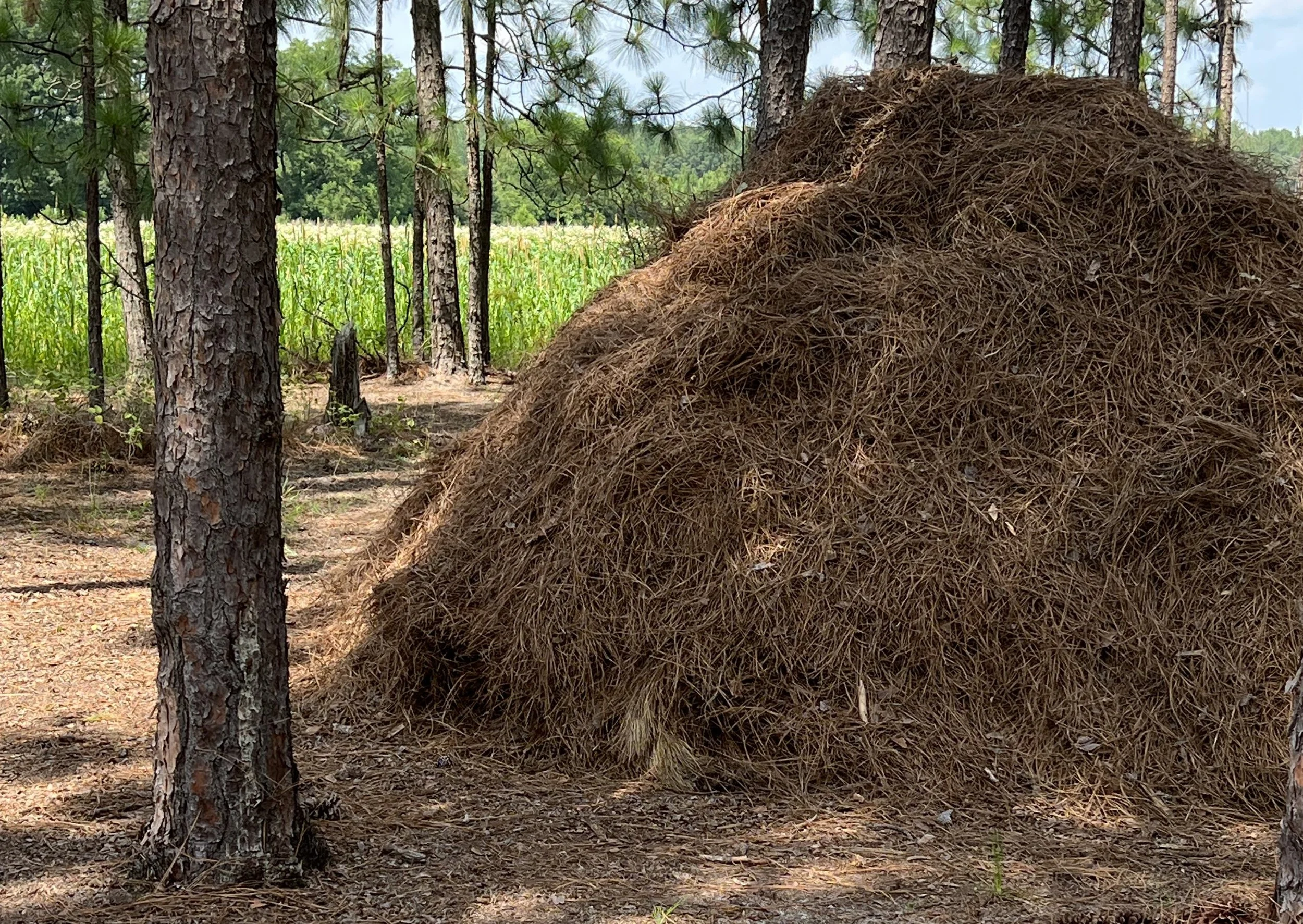 Pine Straw Production.jpg