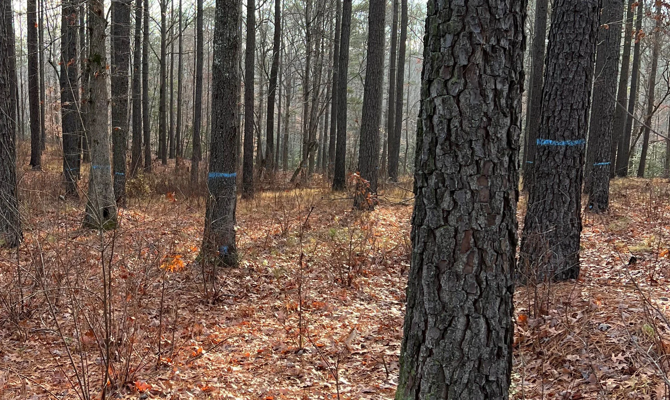 Timber Sales Assistance.jpg