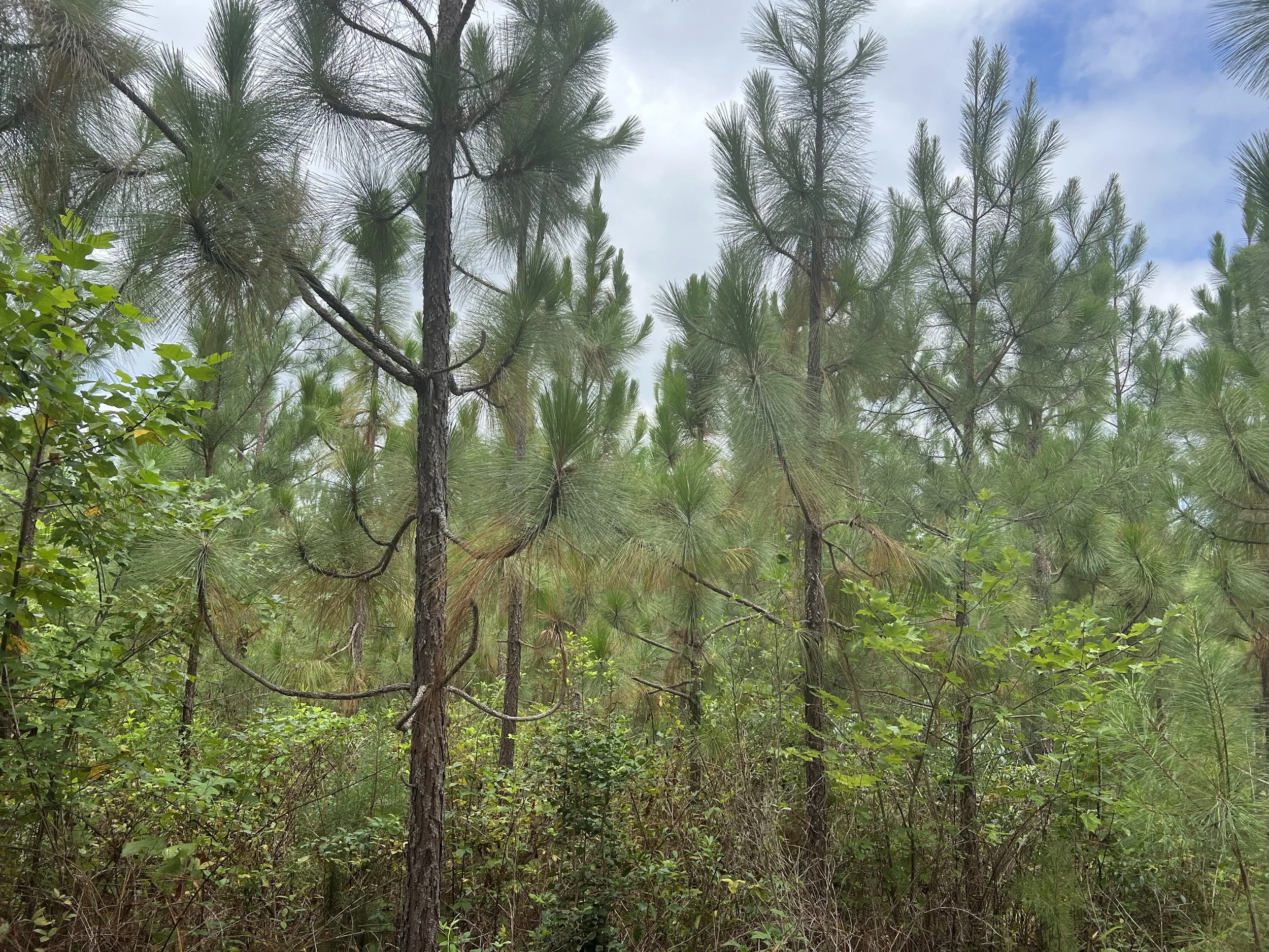 Forest Stand Improvement.jpg