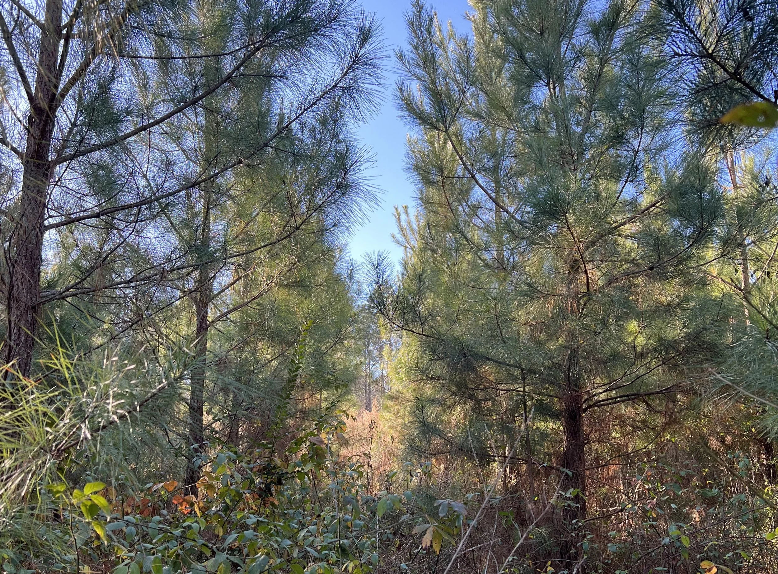 Reforestation and Afforestation.jpg