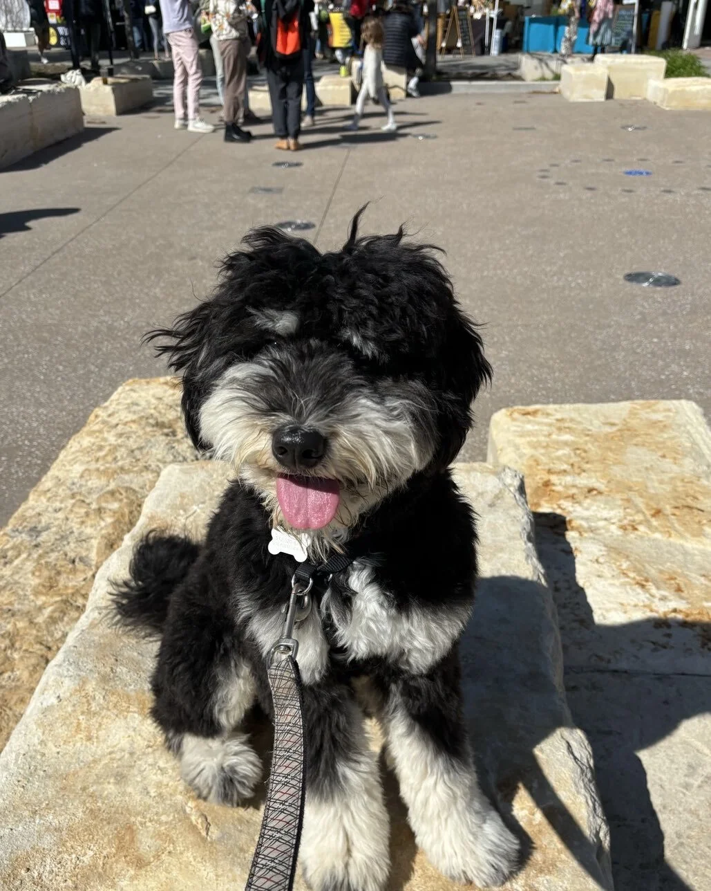 We went to Muellers Farmers Market a few days ago and it was fantastic! Sooo many people, dogs, smells and sounds. I wanted to play with anything that moved but mom didn&rsquo;t let me.  I hope she will take me back there but she might wait until I a