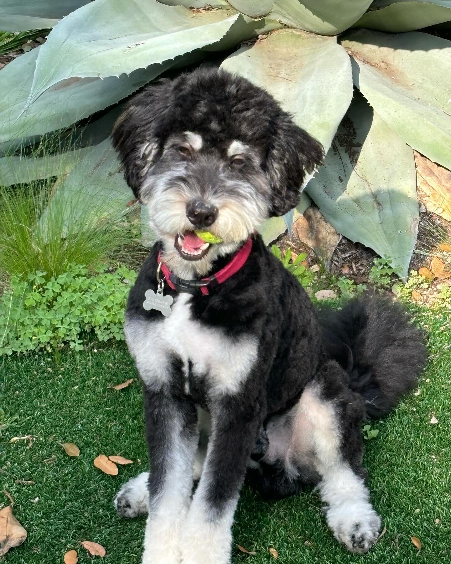 Showing off my new haircut from @naturalpawz !
It feels great to have a new hairdo as the weather warms up this spring. Now I&rsquo;m officially ready for hours of fetch in the sunshine! 😎