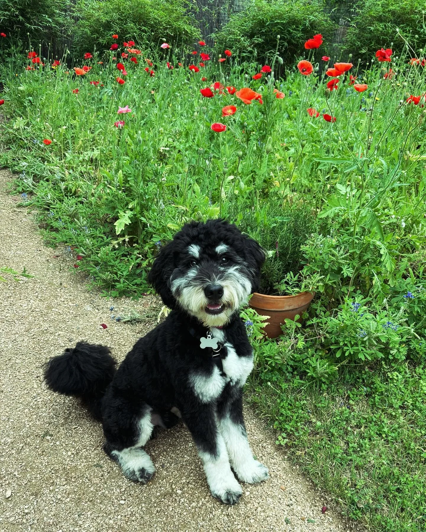Yea, yea .. I know I look cute posing with the poppies in spring.  But where the heck is my ball? I hope this photo shoot is over soon so I can trample these blooms while playing fetch.  But for now I&rsquo;ll be a good boy.