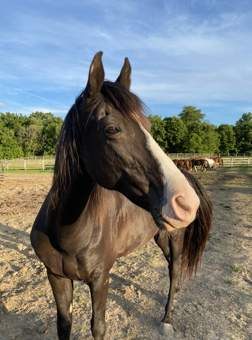 Equine Partners — Stockhands Horses for Healing