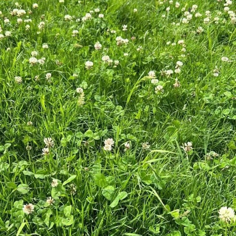 Species Rich Homeowner Turf — All Turf