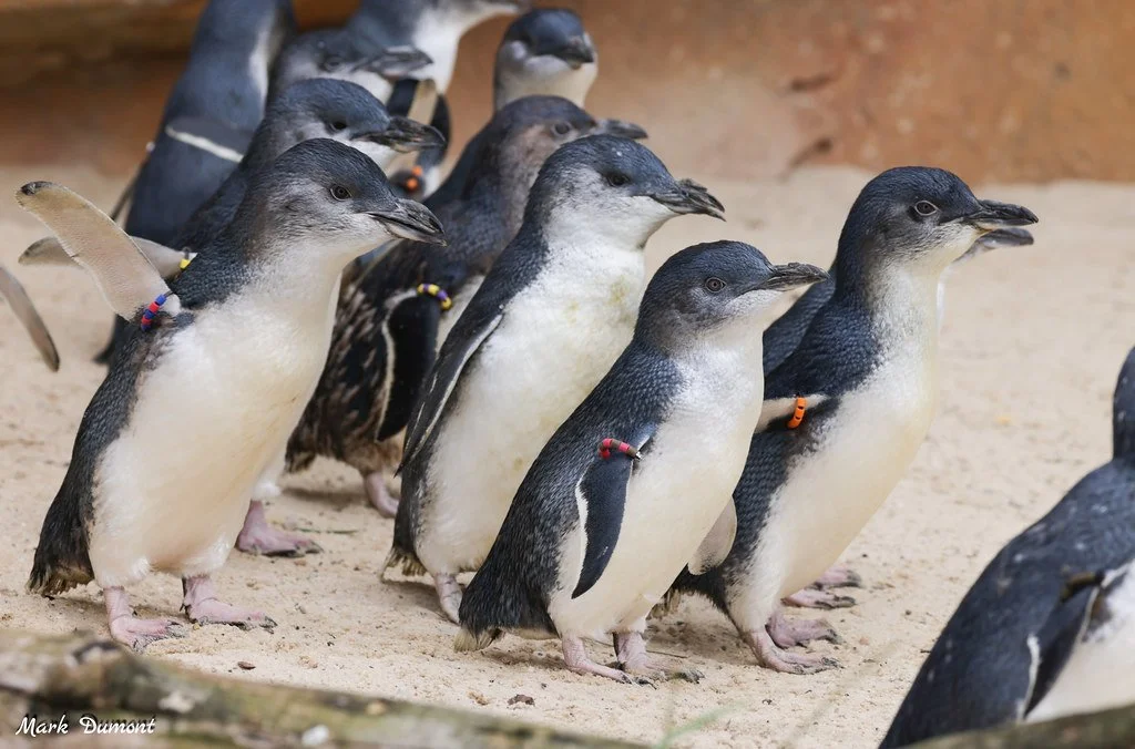 Little penguins