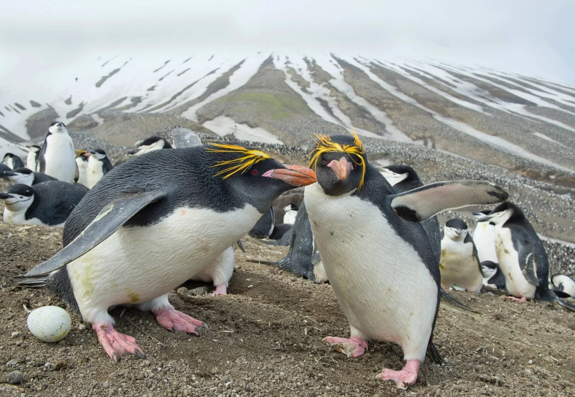 Macaroni penguins