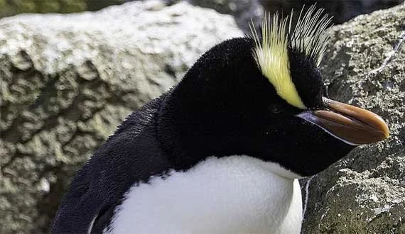 erect crested penguin